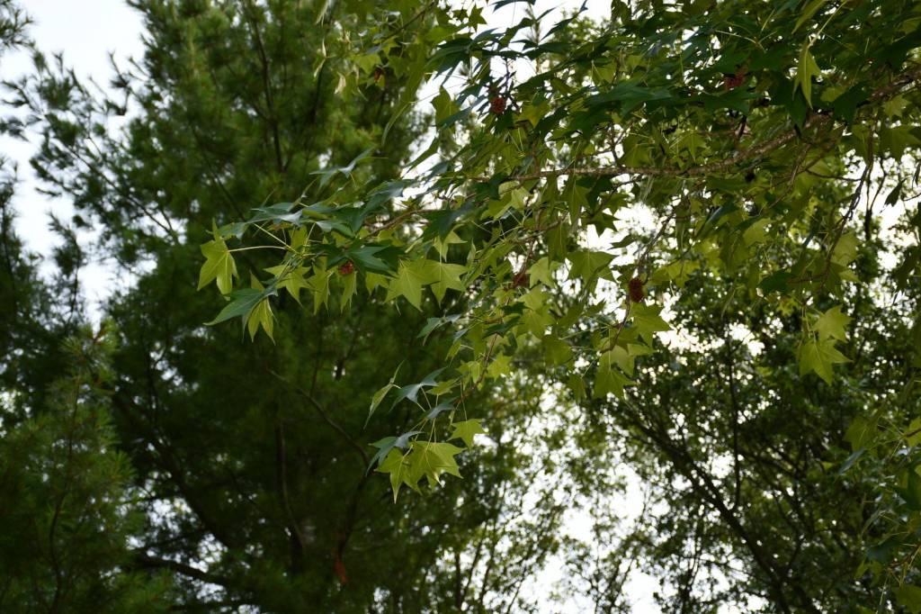 A picture of leafs in a tree